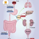 Exploring the Connection Between Slow Digestion and Liver Function