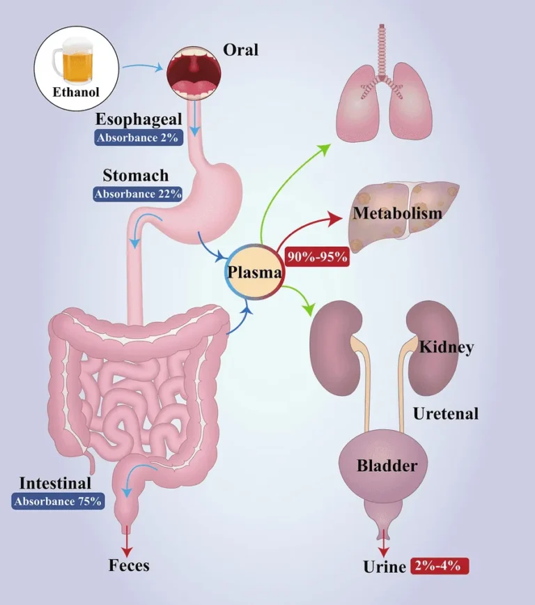 Exploring the Connection Between Slow Digestion and Liver Function