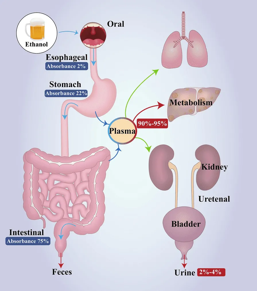 Exploring The Connection Between Slow Digestion And Liver Function