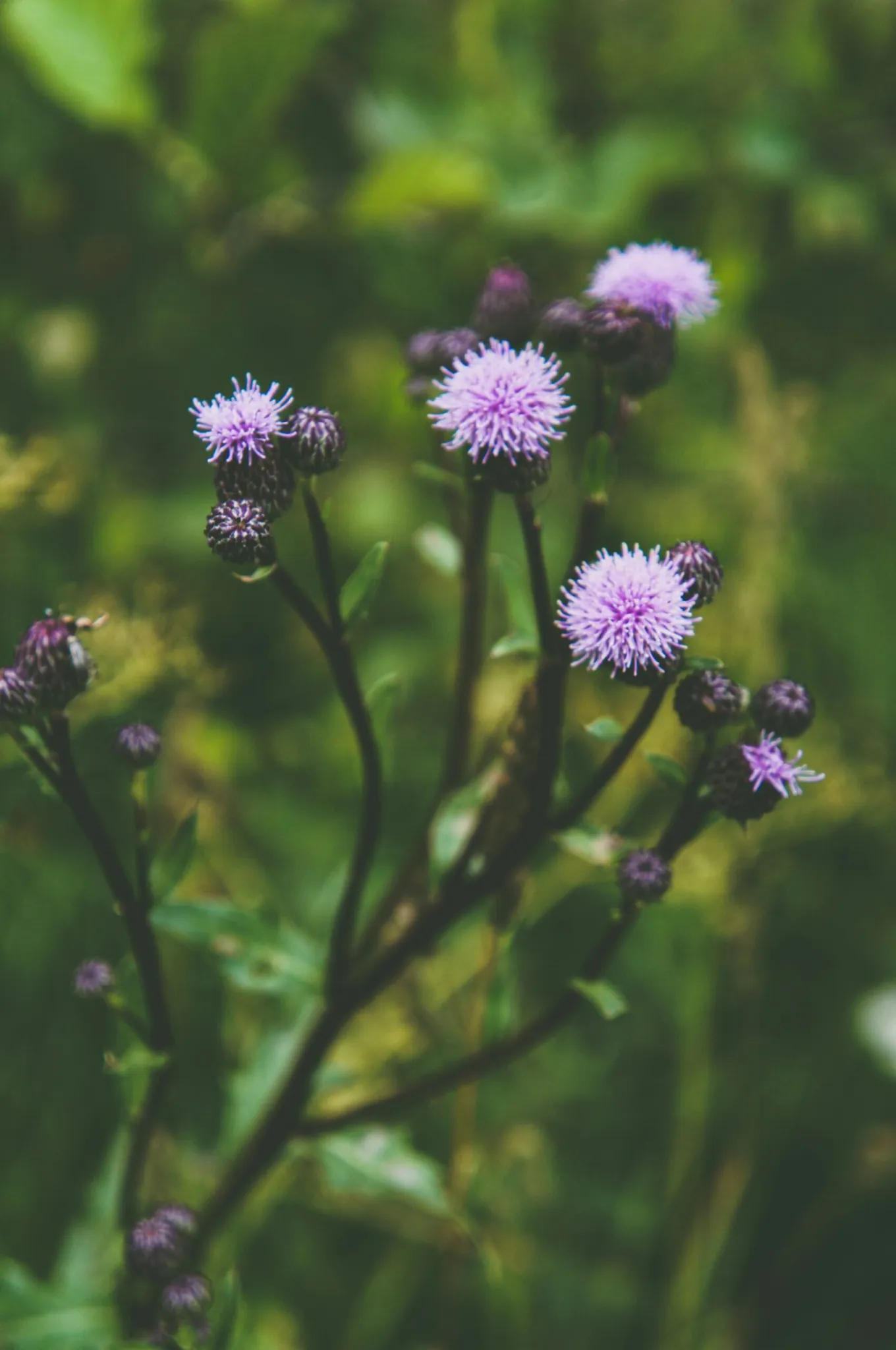 Key Ingredients to Look for in a Liver Health Supplement