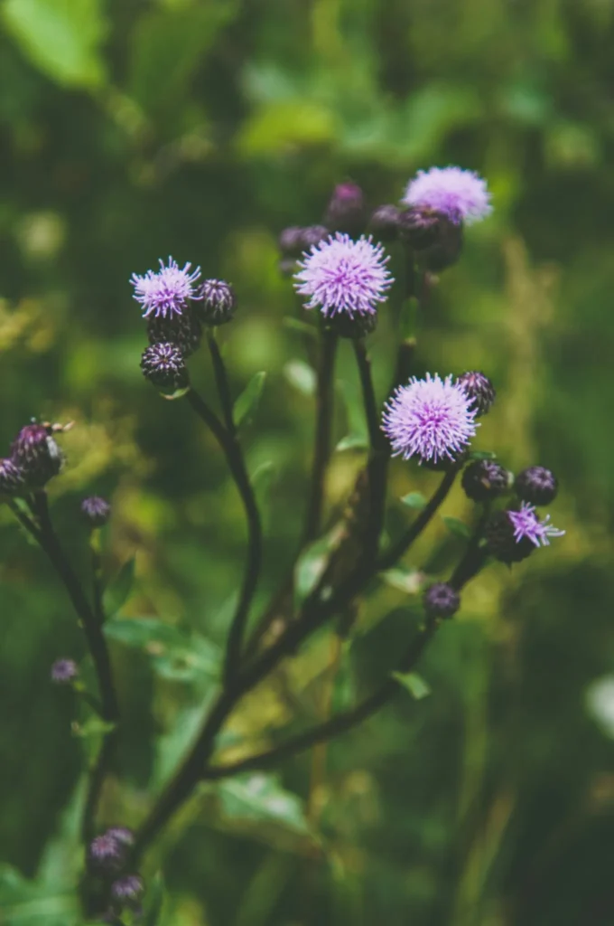 Key Ingredients To Look For In A Liver Health Supplement