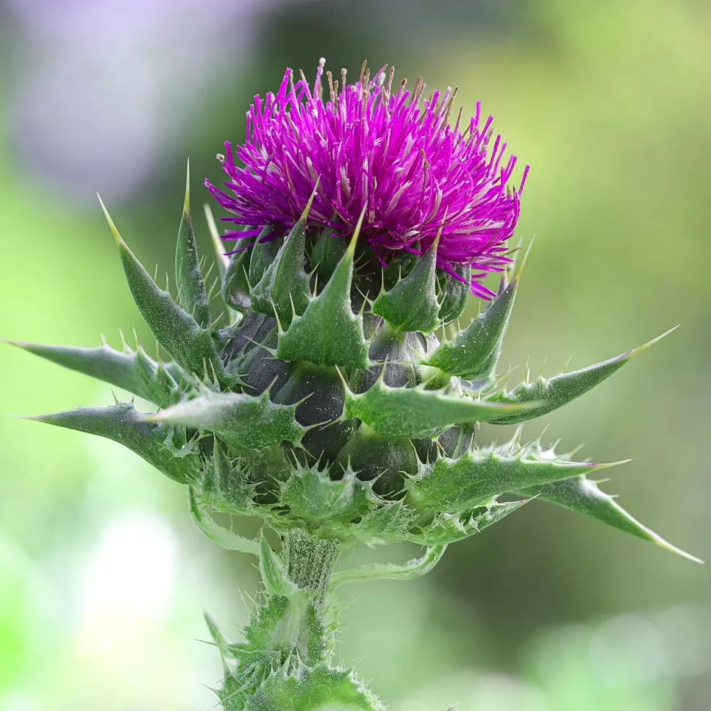 Milk Thistle: A Natural Ally for Liver Detoxification