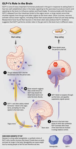 Understanding How Ozempic Affects Your Appetite