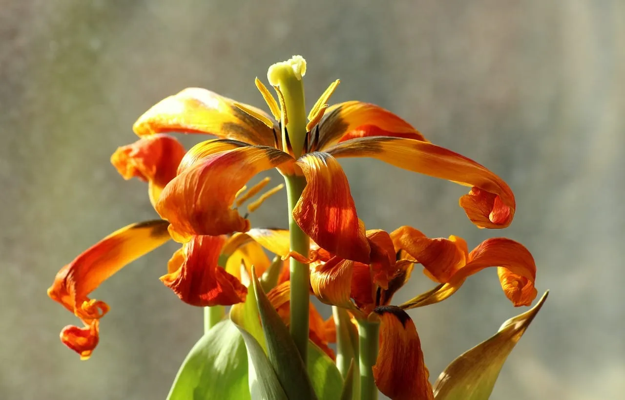 Understanding Menopause: Can Symptoms Reappear After Treatment?