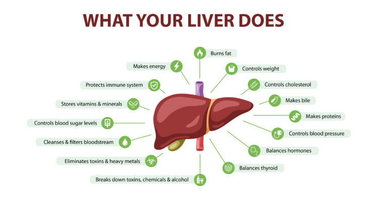 Unlocking The Secret To Energy And Weight Loss: The Role Of Liver Function