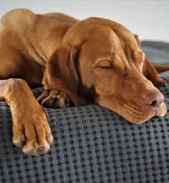 Can Better Sleep Help Reduce Belly Fat?