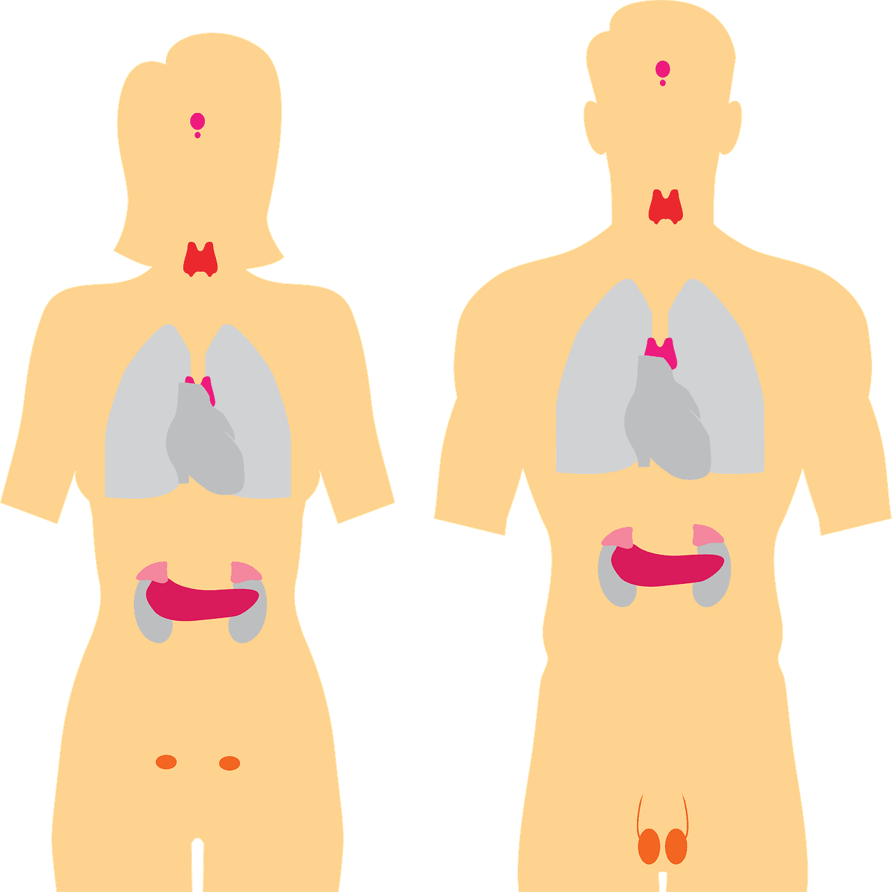 Can Thyroid Issues Lead to Increased Belly Fat?