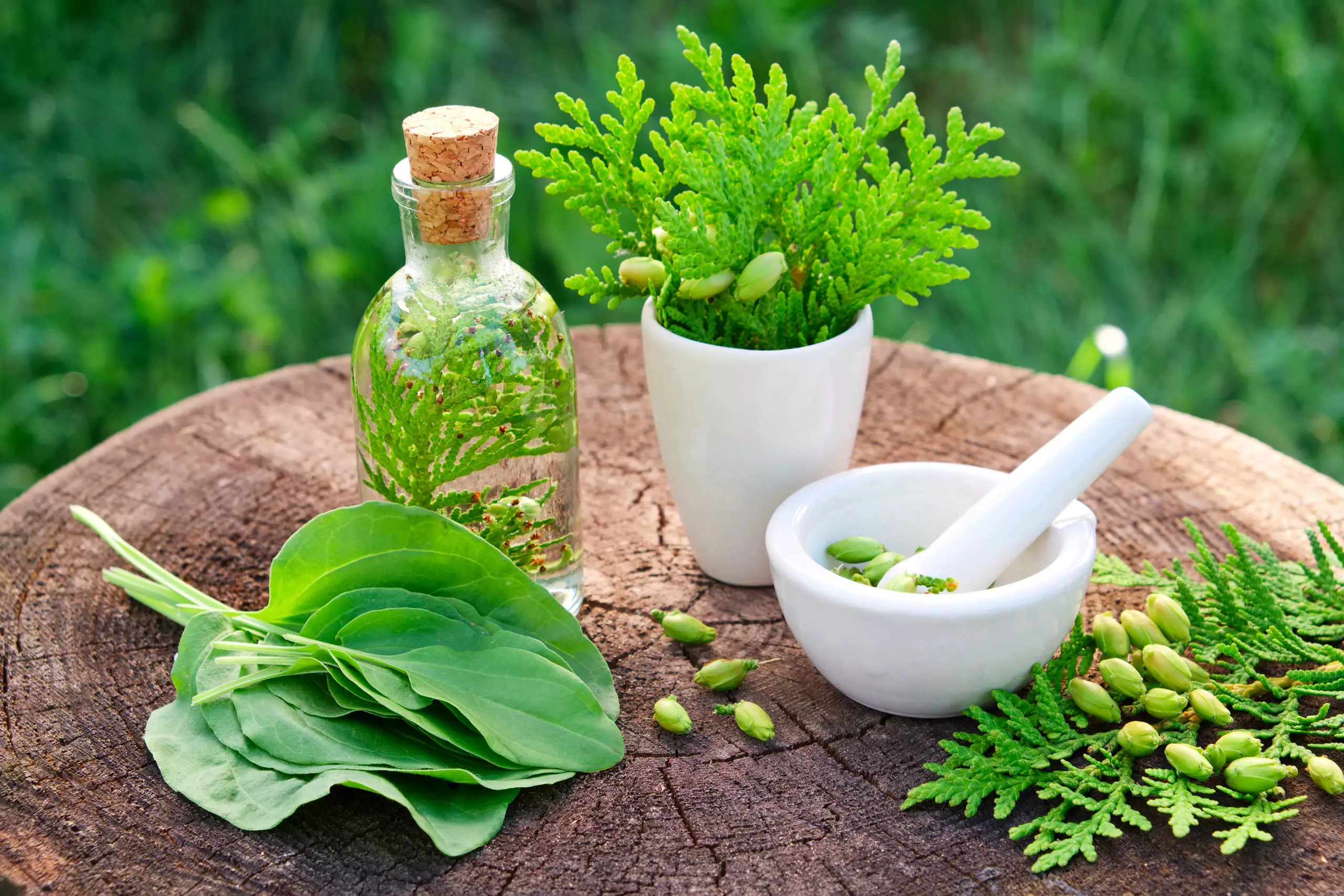 The Power Of Nature: How Natural Supplements Can Help You Lose Weight The Power Of Nature: How Natural Supplements Can Help You Lose Weight