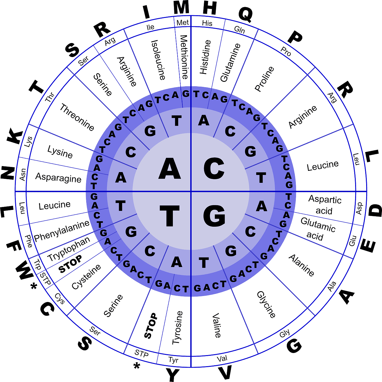 Exploring the Role of Genetics in Belly Fat Accumulation