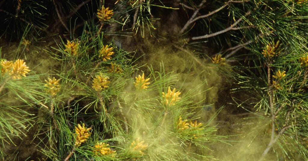 Yes, Your Allergies Are Getting Worse: Understanding the Impact of Climate Change