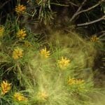 Yes, Your Allergies Are Getting Worse: Understanding the Impact of Climate Change