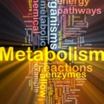 The Science Behind Metabolism-Boosting Supplements