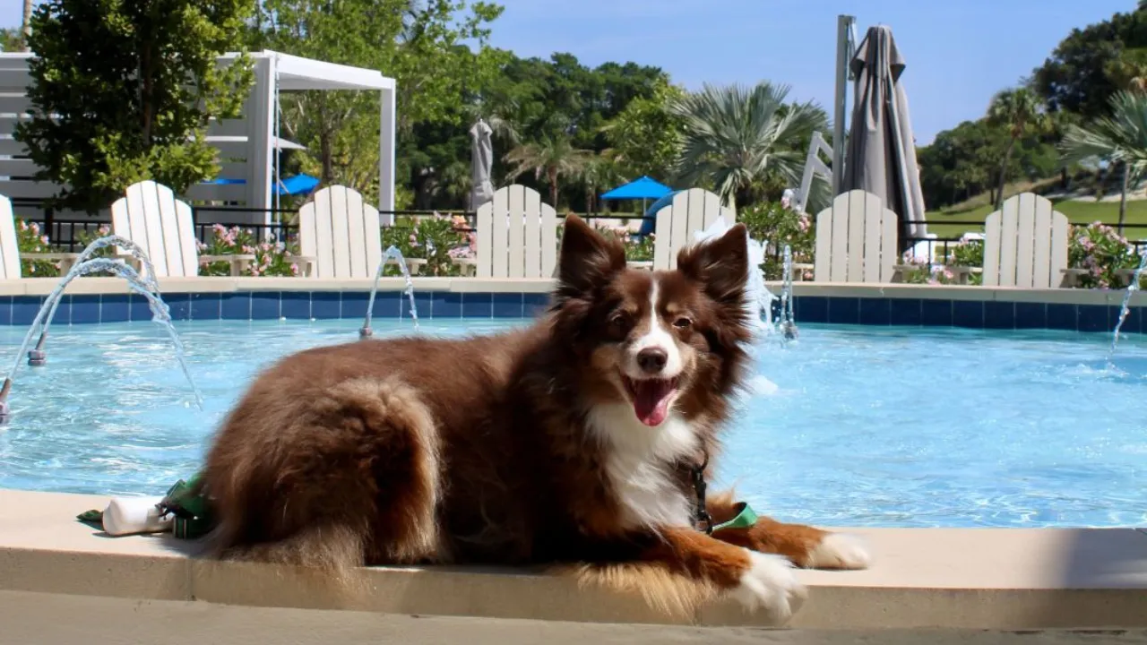 Canine Pleasant Go Line: The Belgrove Lodge & Spa, West Palm Seashore