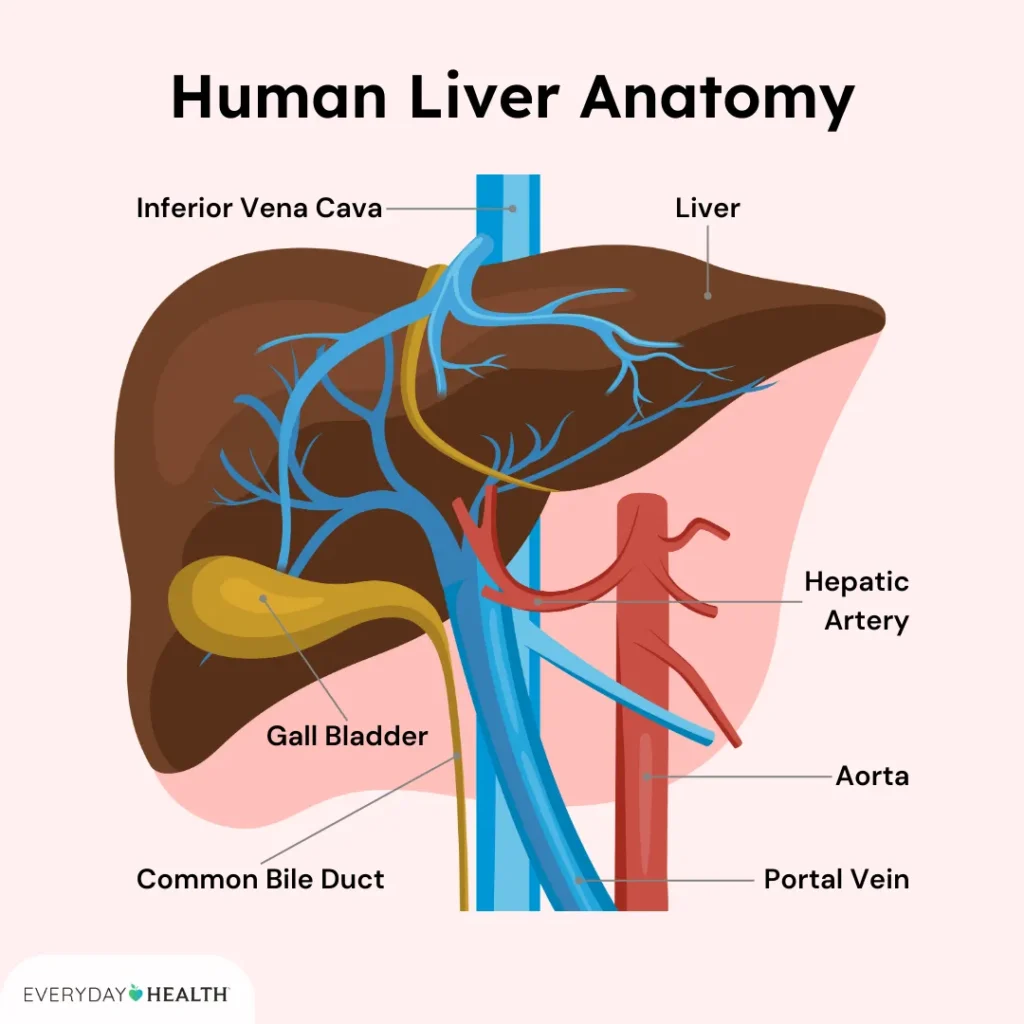 Information About Number One Biliary Cholangitis (Pbc) Information About Number One Biliary Cholangitis (Pbc)