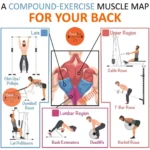 How Compound Actions Can Backup You Bulk Up & Assemble Muscle