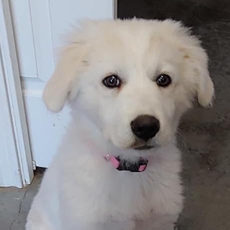 kelamayi Upgrade Broom and Dustpan Set, Large Size and with Long Handle, Upright,Ideal for Indoor Outdoor Garage Kitchen Room Office Lobby Use (Green)