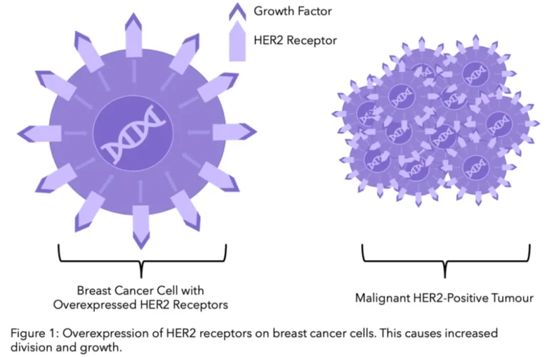 Information about HER2 Sure Breast Most cancers