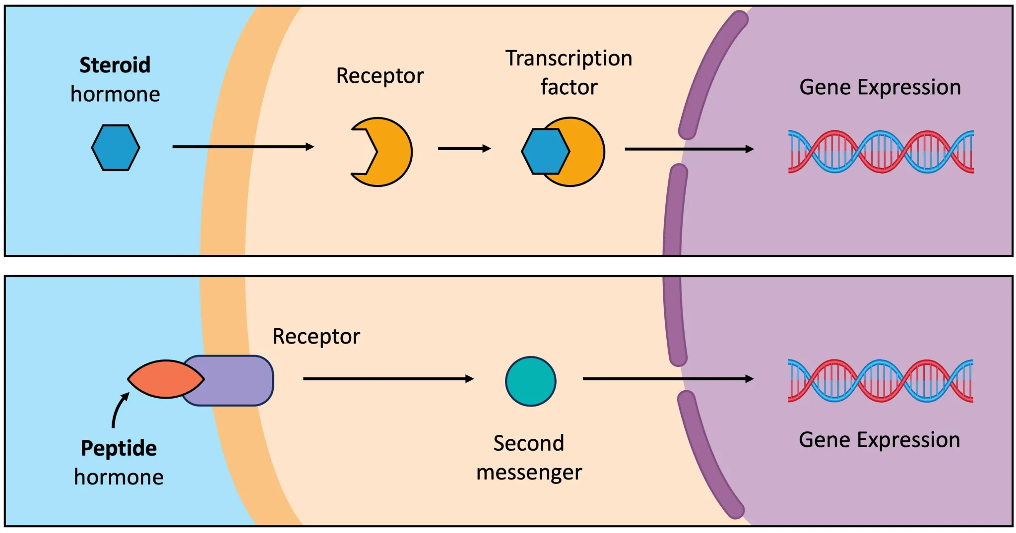 The Link Between Menorescue and Hormone Regulation