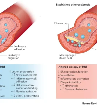 The Science Behind Estrogen Replacement Therapy: How It Works