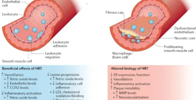 The Science Behind Estrogen Replacement Therapy: How It Works