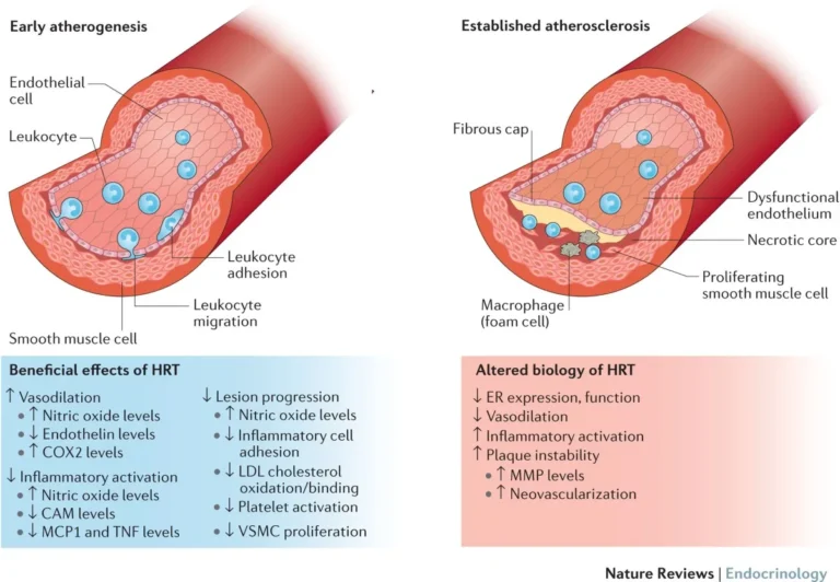 The Science Behind Estrogen Replacement Therapy: How It Works